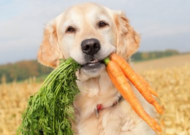 Foods That are Good for Your Dog Treat