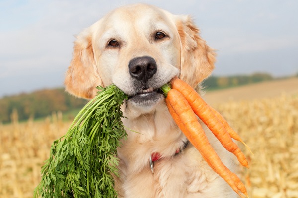 Foods That are Good for Your Dog Treat