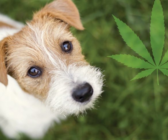 All You Need to Know about CBD for Pets  