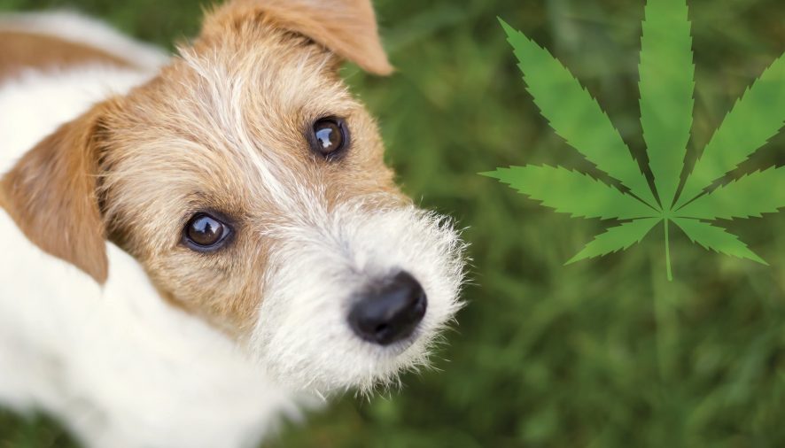 All You Need to Know about CBD for Pets  