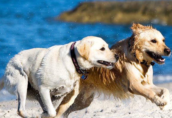 Things to Bring When Bringing Your Dog to the Beach