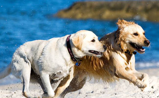 Things to Bring When Bringing Your Dog to the Beach