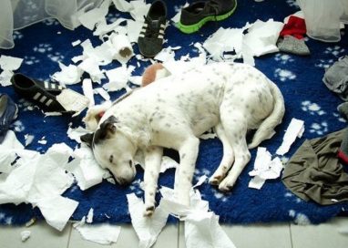 How To Stop Dogs From Shredding Paper