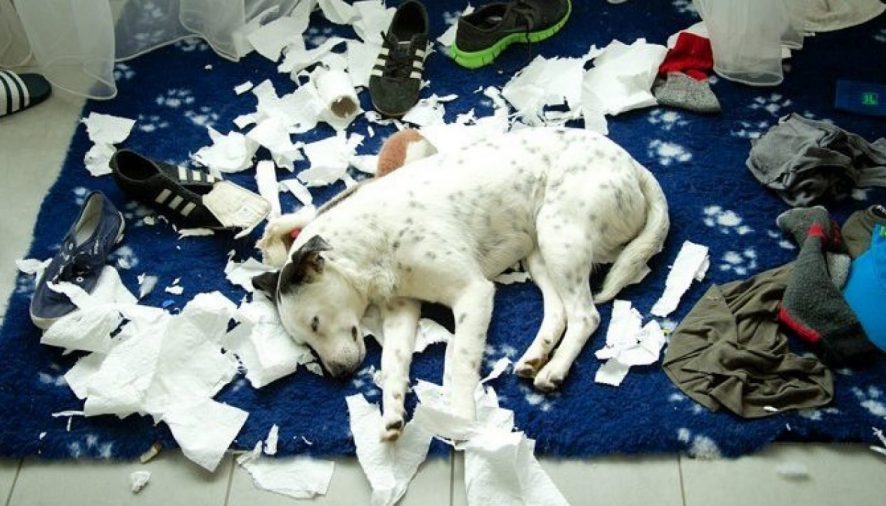 How To Stop Dogs From Shredding Paper