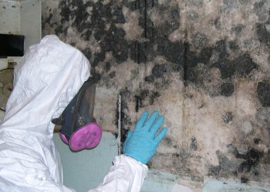 Why Do You Need An Expert To Remove Mold