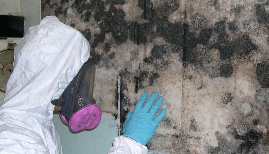 Why Do You Need An Expert To Remove Mold