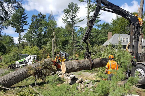 THE BEST TIME TO USE TREE TRIMMING DES MOINES SERVICE