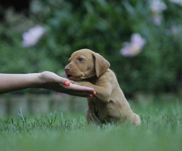 HOW TO MAKE YOUR PUP’S TRAINING EFFECTIVE AT PUPPY BOOT CAMP LOS ANGELES