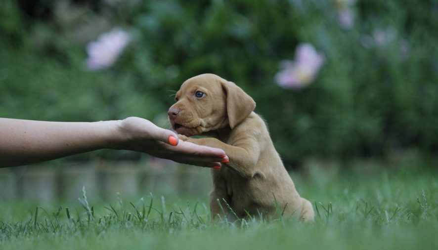 HOW TO MAKE YOUR PUP’S TRAINING EFFECTIVE AT PUPPY BOOT CAMP LOS ANGELES