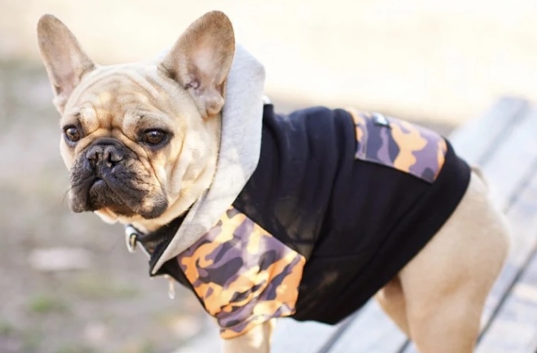 Frenchie Dogs Need Clothing Too
