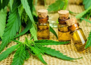 Essential Opportunities with the CBD Oil