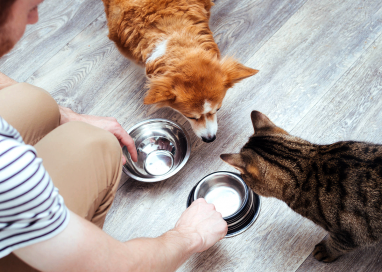What is the Frequency of Changing Pet Protein