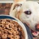 Dealing with a Picky Pet Eater