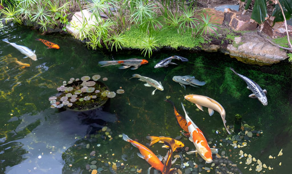 pond filter